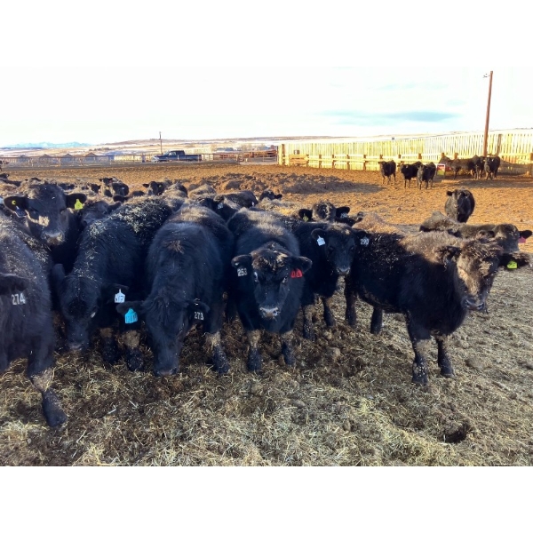 East Wind Farms - 960# January Weaned Steers - 140 Head (High River, AB)