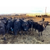 Image 1 : East Wind Farms - 960# January Weaned Steers - 140 Head (High River, AB)