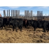 Image 2 : Michael Jennings - 520# March Delivery Heifers - 80 Head (Condor, AB)