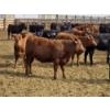 Image 3 : M.S. MacLean Livestock - 10 BBF/RBF/Red Replacement Heifers (Coaldale, AB)