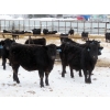 Image 3 : D & N Livestock - 900# February Delivery Steers - 68 Head (Peebles, SK)