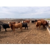 Image 5 : Roseburn Ranches - 980# October Delivery Heifers - 175 Head (High River, AB)