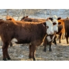 Image 4 : C & M Ranching (Cordell Griffith) - 7 RBF Heifers (Pen 627 - 629)