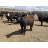 Image 12 : Lone Star Cattle Co. - 980# June Delivery Heifers - 260 Head (Strathmore, AB)