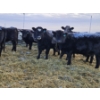 Image 9 : Colton Battrum - 7 Black Heifers (Pen 526)