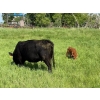 Image 15 : Lee Johnston - 35 Black/Black X Cow/Calf Pairs (Welwyn, SK)
