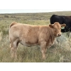 Image 6 : Holst Farms Ltd. - 570# October Delivery Heifer Calves - 30 Head (Hays, AB)