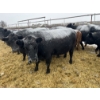 Image 5 : Jake Giesbrecht - 10 Black Cows (Pen 432 - 434)