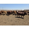 Image 5 : Ripple Rock Ranch - 750# June Delivery Heifers - 82 Head (Fincastle, AB)