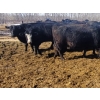 Image 5 : Double X Management - 44 Open Cows/Heiferettes (Langruth, MB)
