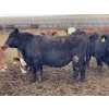 Image 9 : Westview Feeders - 860# March Delivery Steers - 70 Head (Monarch, AB)