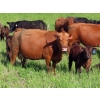 Image 10 : Nameth Land & Livestock Ltd. - 500# November Delivery Heifer Calves - 50 Head (Cupar, SK) VBP+