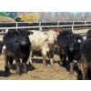 Image 3 : Little Rainbow Ranch - 725# March Delivery Steers - 84 Head (Moosomin, SK)
