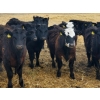 Image 4 : Fred Lansdall - 700# May Delivery Steers - 40 Head (Leross, SK)