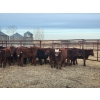Image 7 : Redline Livestock - 550# November Delivery Steer Calves - 100 Head (Didsbury, AB)