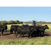 Image 2 : Ric Roc Cattle Ltd. - 1070# October Delivery Grass Steers - 290 Head (Glendon, AB)