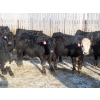 Image 6 : CDA Farms Ltd. - 990# February Delivery Steers - 45 Head (Lemberg, SK)