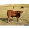 Image 11 : Evans Family (Gary, Carla & Keith) - 630# November Delivery Steer Calves - 95 Head (Bassano, AB)