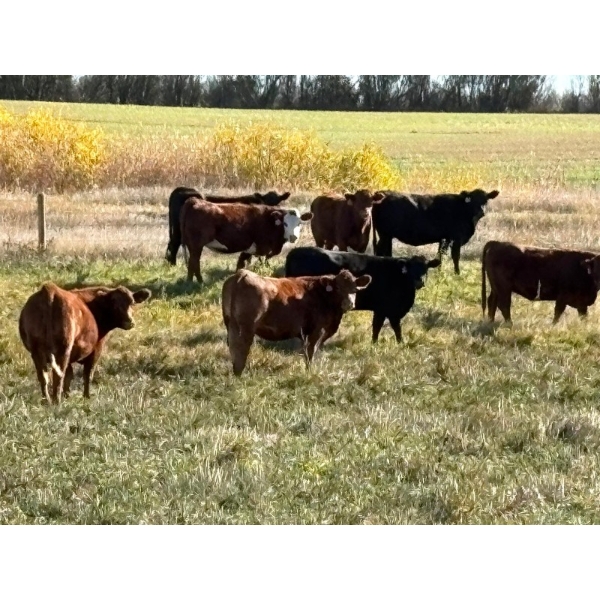 EMDE Land & Cattle - 1060# November Delivery Grass Heifers - 400 Head (Halbrite, SK)