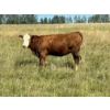Image 9 : John Bland - 860# September Grass Heifers - 125 Head (Rimbey, AB)