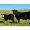 Image 8 : CC Farming Company - 680# October Delivery Steer Calves - 170 Head (Cayley, AB)