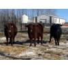 Image 5 : Dwayne Nicolay - 720# February Delivery Steers - 86 Head (Rocky Mountain House, AB)