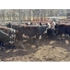 Image 4 : Nelson Creek Ranch - 741# May Delivery Heifers - 26 Head (Claresholm, AB)
