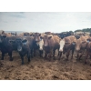 Image 3 : Chipping Hill Cattle Co. - 1025# September Yearling Steers - 60 Head (MacGregor, MB)