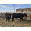 Image 2 : Lazy J Cattle Co. - 6 Black Heifers (Pen 309 - 311) 1002# avg