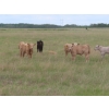 Image 11 : 6 S Feeders Inc. - 580# November Delivery Weaned Steers - 105 Head (Moosomin, SK)