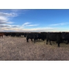 Image 9 : EJB Ranch - 540# November Delivery Steer Calves - 80 Head (Maple Creek, SK)