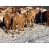 Image 10 : Turtleview Livestock - 750# January Delivery Steers - 77 Head (Goodlands, MB) VBP+