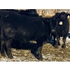 Image 12 : Rock Creek Cattle Co. Ltd. - 670# December Delivery Weaned Steers - 90 Head (Nanton, AB) VBP+