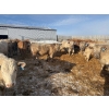 Image 2 : Corey & Lisa Barnett - 800# March Delivery Steers - 41 Head (Moose Jaw, SK)