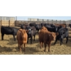 Image 5 : M.S. MacLean Livestock - 10 BBF/RBF/Red Replacement Heifers (Coaldale, AB)