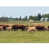 Image 2 : Franklin Cattle Co. - 650# November Delivery Steer Calves - 275 Head (Marwayne, AB)