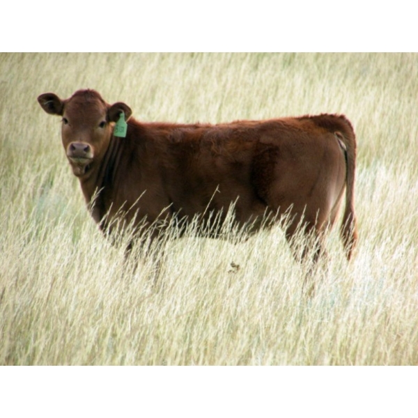 Justin & Theresa Berry - 475# Heifer Calves - 35 Head (Hanna, AB)