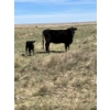 Image 7 : R & W Cattle Co. Ltd. - 550# November Delivery Steer Calves - 110 Head (Carolside, AB)