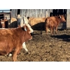 Image 5 : Bill Orlick - 800# February Delivery Heifers - 54 Head (Calmar, AB)