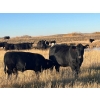 Image 6 : Neilson Beef - 560# November Steer Calves - 75 Head (Botha, AB)
