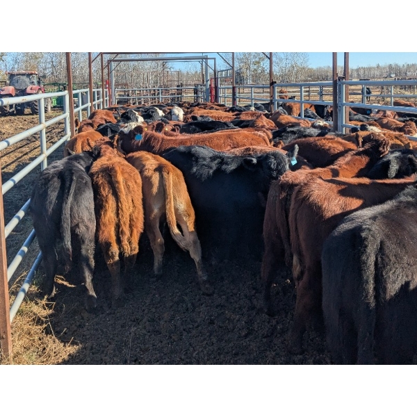 K4 Land & Cattle - 520# November Delivery Steer Calves - 35 Head (Eriksdale, MB)