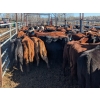 Image 1 : K4 Land & Cattle - 520# November Delivery Steer Calves - 35 Head (Eriksdale, MB)