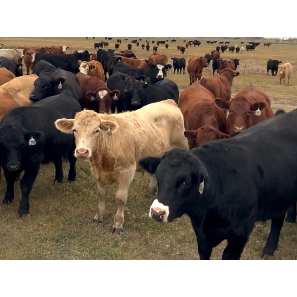 Lazy T Ranch - 1025# October Delivery Steers - 240 Head (Indian Head, SK)