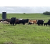 Image 7 : Hanging H Ranch Ltd. - 525# November Delivery Steer Calves - 110 Head (Marwayne, AB)