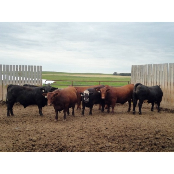 Hillsvale Farming Co. - 40 Angus/Angus X Fed Steers (Cut Knife, SK)