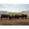 Image 1 : Hillsvale Farming Co. - 40 Angus/Angus X Fed Steers (Cut Knife, SK)