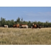Image 14 : Logan Brothers (Rod, Barry & Bruce) - 675# October Delivery Heifer Calves - 80 Head (Oyen, AB)