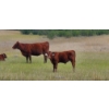 Image 5 : OK Ranch - 475# October Delivery Heifer Calves - 115 Head (Big Bar, BC)