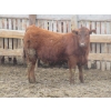 Image 8 : Helland Land & Cattle Co. Ltd. - 992# March Delivery Steers - 100 Head (Lomond, AB)