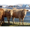 Image 3 : Frank Martens - 24 Tan/Silver Char X Bred Heifers (Theodore, SK)